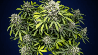 crypto gelato strain
