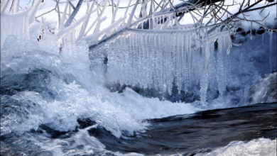 ice dao crypto